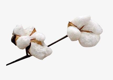 精梳棉是什么<a href=//www.bennalis.com/ target='_blank'>面料</a>？精梳棉有什么优缺点